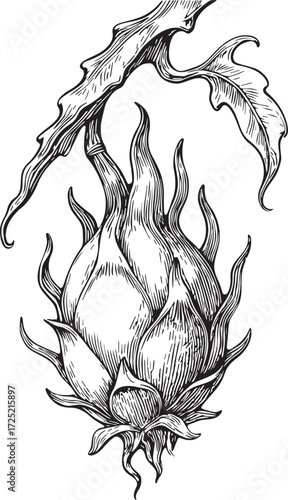 Dragon fruit botanical etching linocut black and white illustration with branch and exotic pitaya fruit