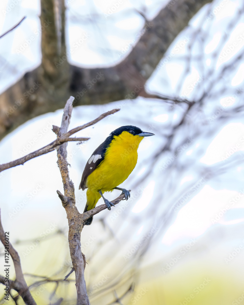 Fototapeta premium Beautiful Bird and Beautiful Life