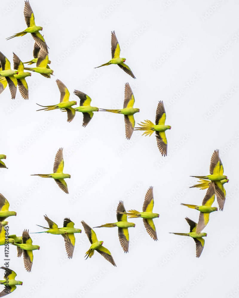 Fototapeta premium Beautiful Bird and Beautiful Life