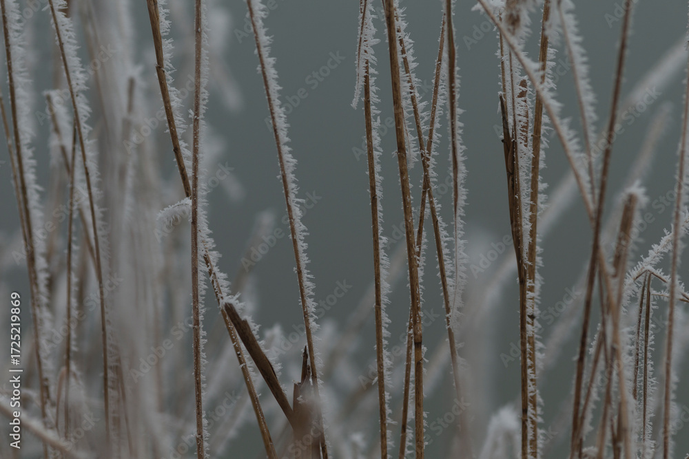 Fototapeta premium A detailed close up of a densely packed bunch of tall grass that is beautifully covered in a layer of frost, creating stunning winter scenery