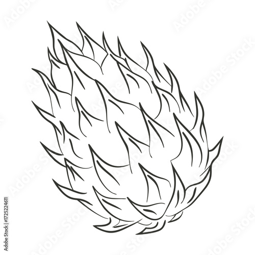 Pitaya fruit sketch. Outline illustration of prickly dragon fruit. Tropical fruit illustration.