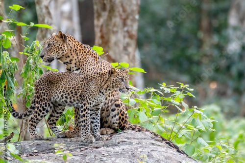 Leopard in srilanka 