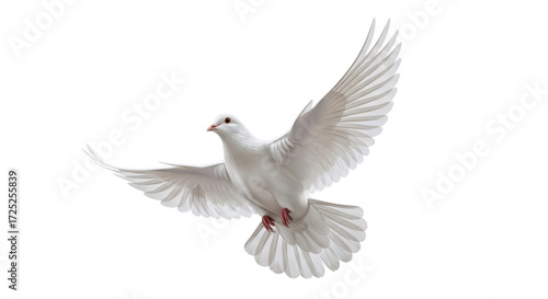 Foto Isolated dove flying, elegant white bird in flight with full wingspan, gentle so