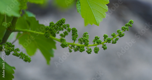 Photos Small, unripe green grapes hang from a vine