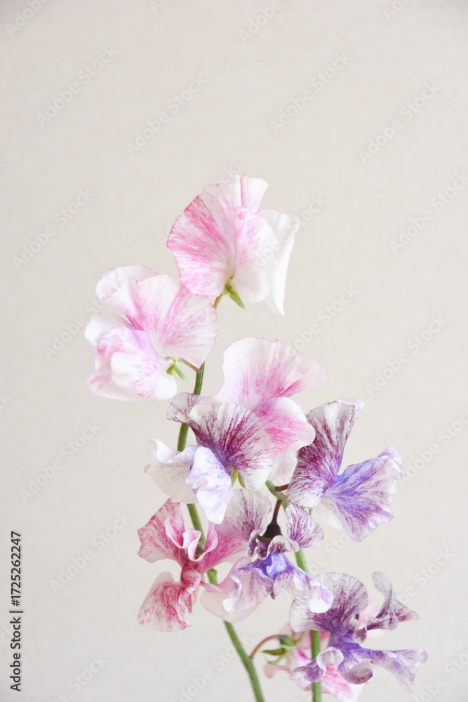 Fototapeta premium 二色のスイートピー