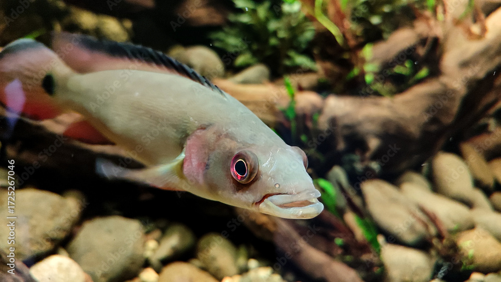 Obraz premium Crenicichla or pike cichlid fish swim gracefully in its aquarium habitat decorated with rocks and driftwood.