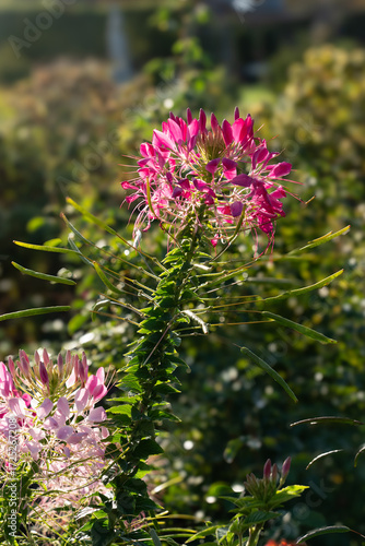 Cleome spinosa red spiny spider flower on tall stem in garden sunny day
