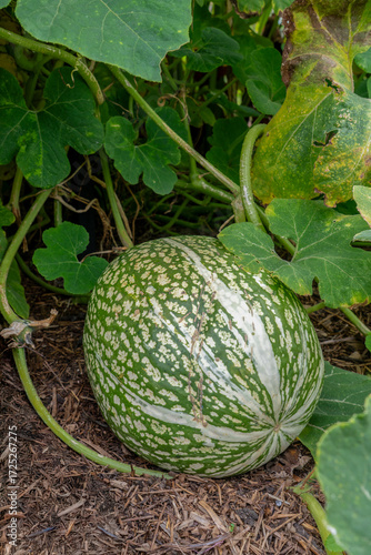 Cucurbita ficifolia fig-leaf gourd growing in garden soil—organic farming, seasonal produce, natural food concept.