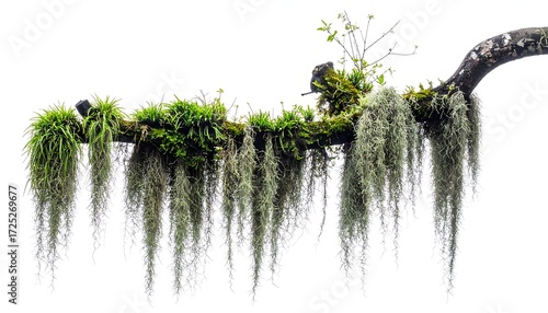 Lush branch with hanging moss