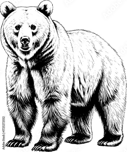 Grizzly, shaggy bear, black silhouette, sketch. Vector illustration. Formidable and strong forest predator, isolated on white background.