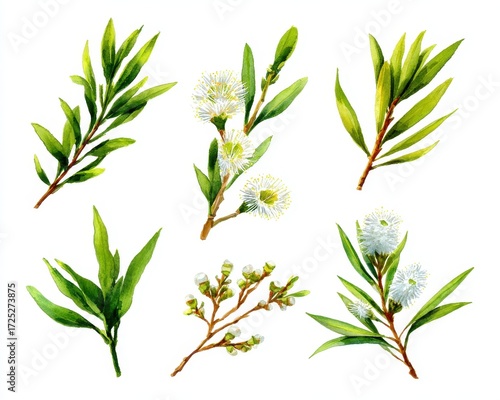 Hand Painted Watercolor Tea Tree Leaves and Blooms. Botanical Art of Melaleuca Alternifolia Isolated on White Background for Aromatherapy and Skincare Products