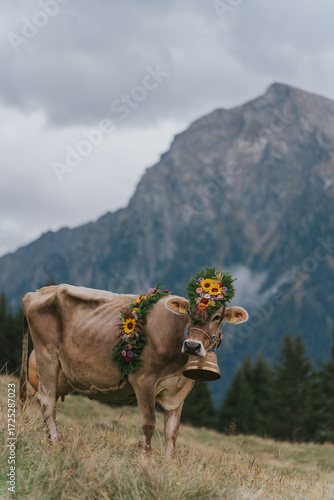 Decorated cow wearing flower crown in alps pasture