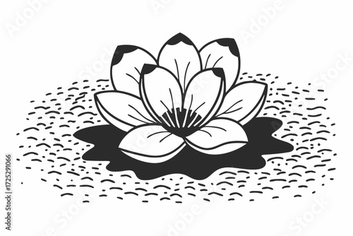 water lily isolated on white