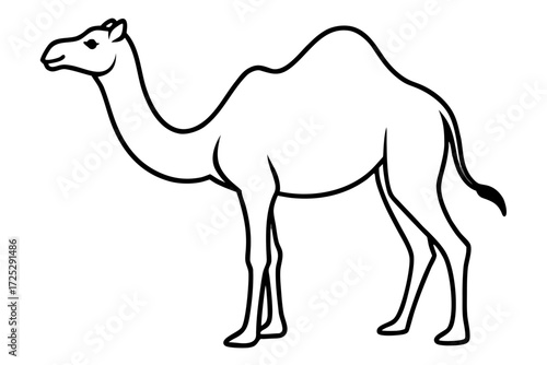 camel isolated on white