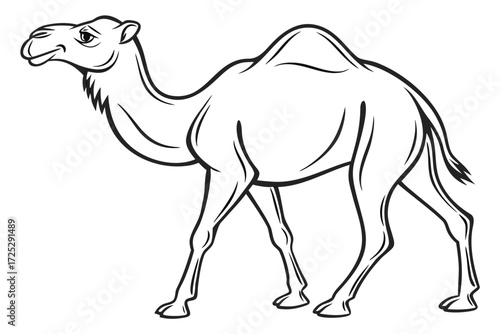 camel vector illustration