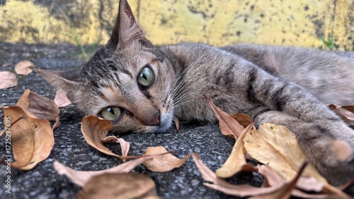 Tabby cat lying among the dried leaves