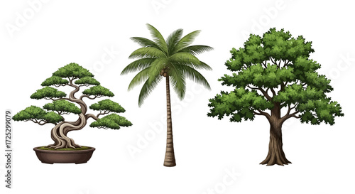 Tropical tree collection featuring bonsai, palm, and broadleaf specimens for nature projects or design elements
