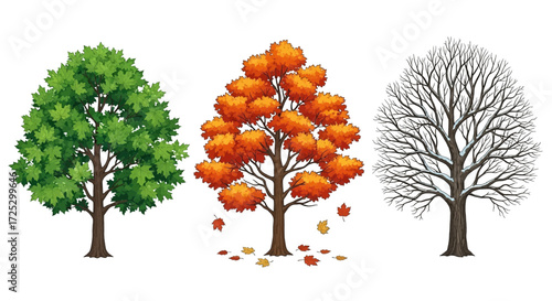 Seasons change with three trees displaying spring, autumn and winter foliage in a nature scene