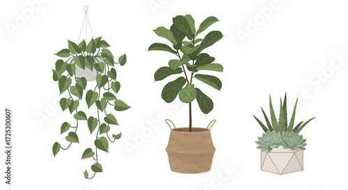 Elegant indoor plants collection brings a touch of nature and serenity to any space, originally a vector graphic