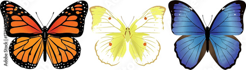 Three colorful butterflies, elegant monarch, delicate yellow, and vibrant blue, vector design perfect for spring