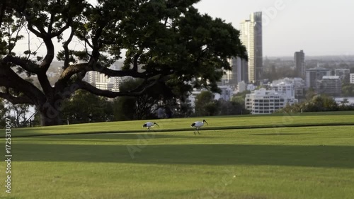 Kings Park in Perth in the morning.