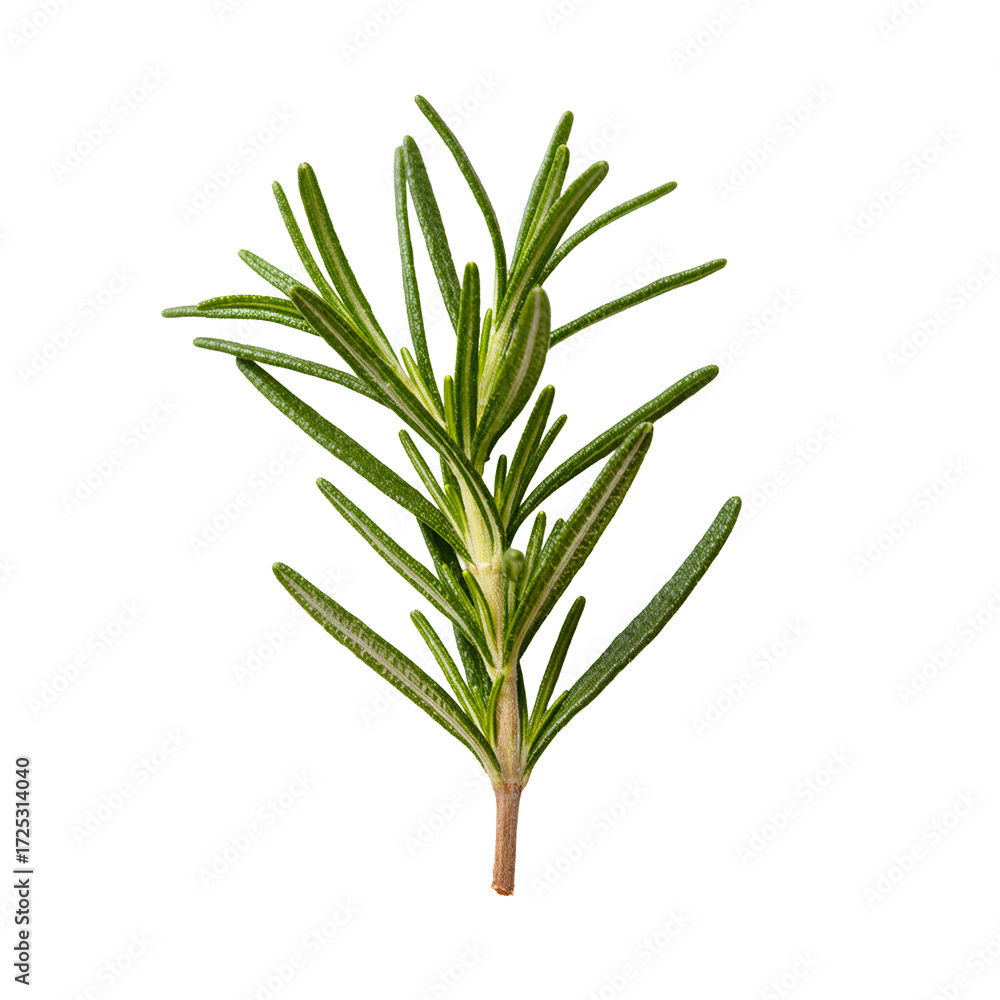 Fototapeta premium Fragrant rosemary sprig showcasing nature's culinary delight