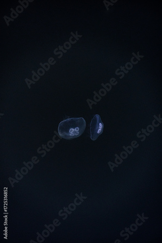 Delicate moon jellyfish drifting slowly in dark ocean water