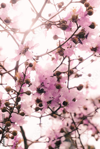 pink flowers blossom in spring with sunlight shining 