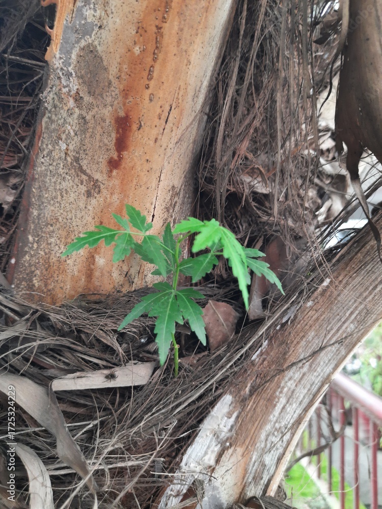 Obraz premium Azadirachta indica plant grows from the fibrous trunk of a palm tree. Its new growth emerges from the textured, brown bark, giving the impression of life in an unexpected place. Neem or Indian lilac p