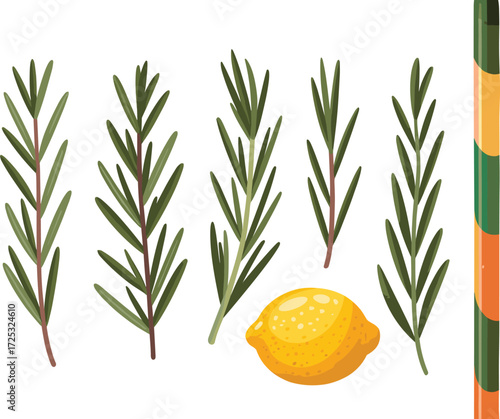 Sukkot festival symbols: etrog and lulav set with myrtle, willow, palm branches — flat vector illustration for Jewish holiday designs and decorations.