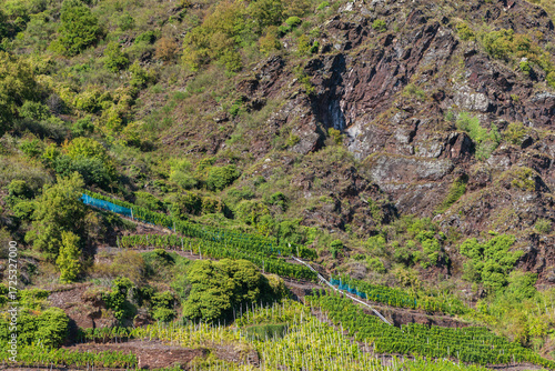 Moselregion - Deutschlands ältestes Weinbaugebiet und das größte Steillagenweinbaugebiet der Welt