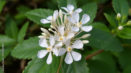 Renouee fine, Polyginum affine