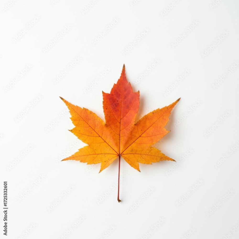 Fototapeta premium Close-up of a vibrant maple leaf with shades of orange and red on a clean white background, showcasing the intricate details of autumn's foliage.