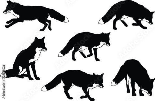 Silhouette illustration of wild fox sitting, running, hunting, walking, sniffing, stalking, black and white vector animal design for wildlife art