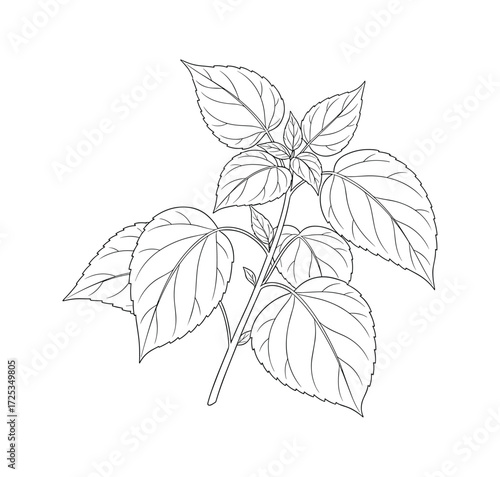 Basil Plant Illustration Botanical Line Art Vector