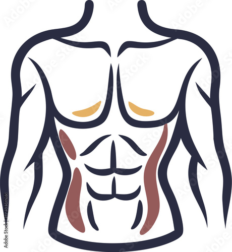 Stylized illustration of a male torso showing abdominal muscles and obliques in dark blue and brown outline
