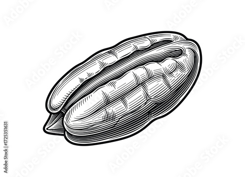 Black and White Vector Illustration of a Pecan Nut