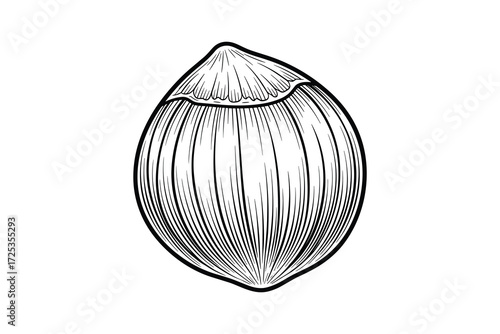 Hand Drawn Hazelnut Vector Illustration Isolated on White