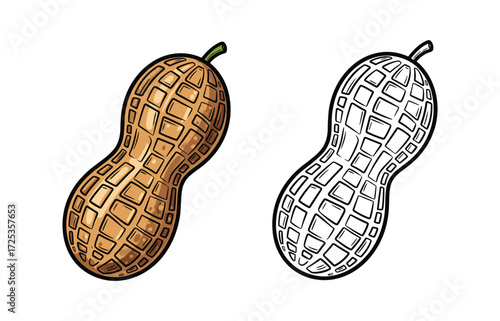 Peanut Vector Illustration with Color and Outline Version Isolated