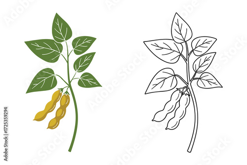 Soybean Plant Vector Illustration With Pods And Leaves