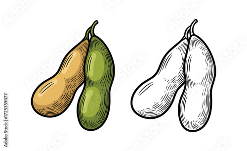 Soybean pod illustration, engraving style with color and black and white