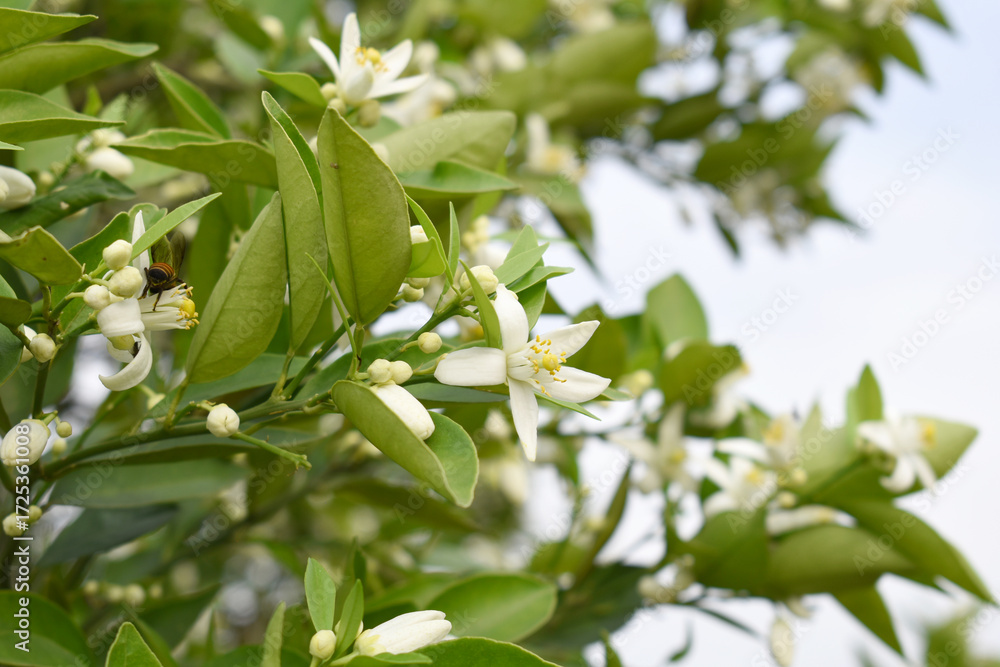 Obraz premium Blossoming orange tree flowers, orange blossoms, Spring harvest, closeup of Orange tree branches with flowers and leaves, buds and leaves, white little flower closeup, Chakwal, Punjab, Pakistan