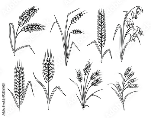 Wheat, Rye, and Oat Grain Collection, Black and White Vector Art