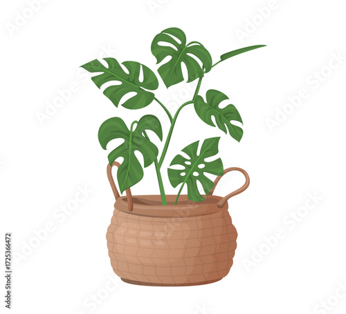 Monstera in basket vector illustration