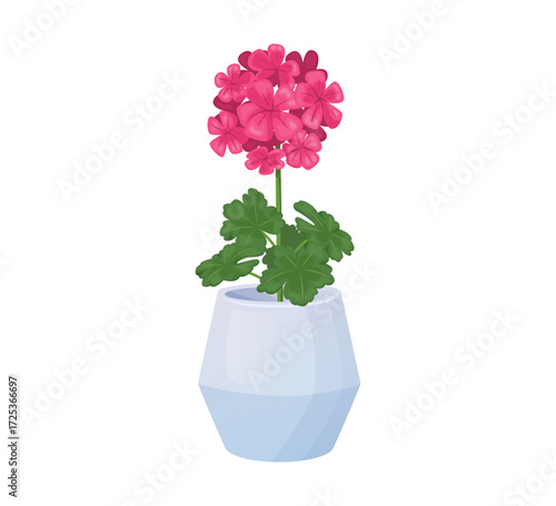 Geranium in pot vector illustration