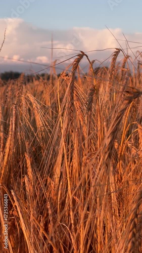 Golden wheat field Close-up of ripe golden wheat ears swaying in the wind under warm evening sunlight