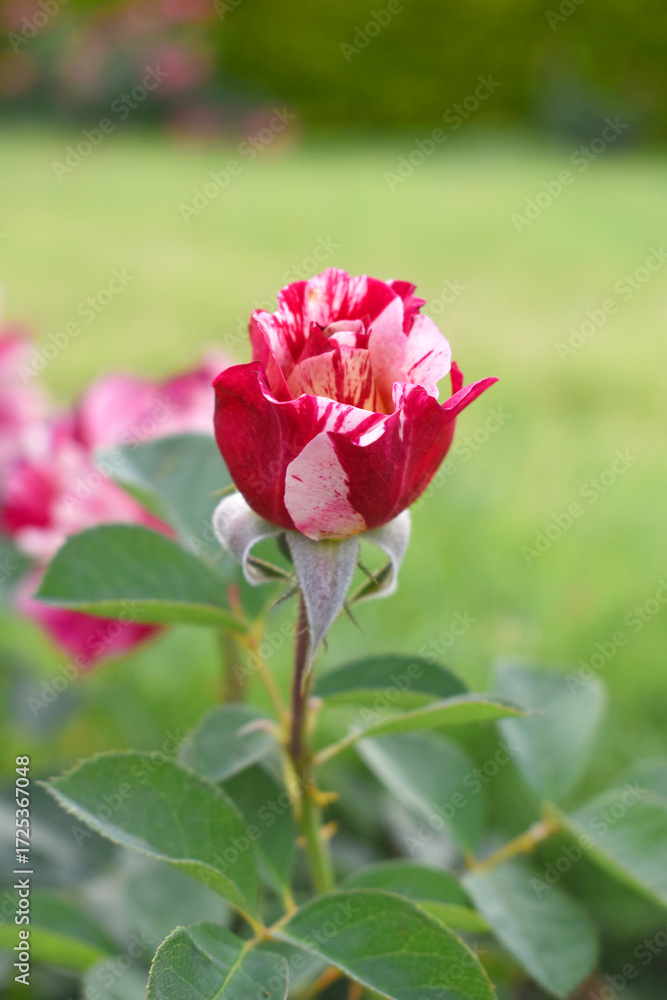 Fototapeta premium Beautiful red white rose flower closeup in garden, A very beautiful red white rose flower bloomed on the rose tree, Rose flower closeup, bloom flowers, Natural spring flower floral background 