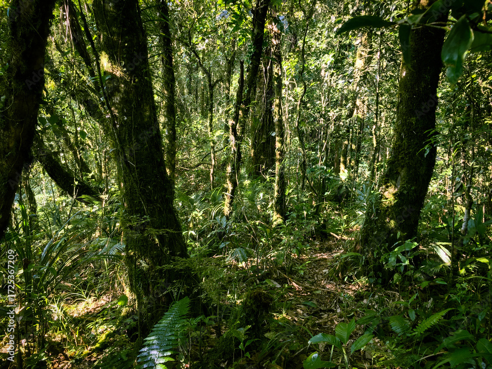 Naklejka premium Meratus Mountains Highland Forest Floor, Tropical Rainforest of Borneo, Indonesia.