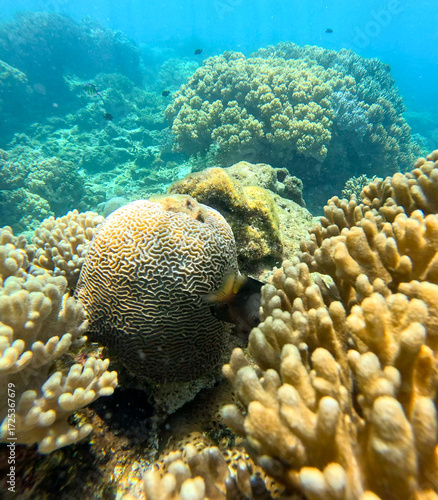 Brain Coral and Soft corals (Sarcophyton sp.) found during scuba diving at Apo island, Negros, Philippines 
