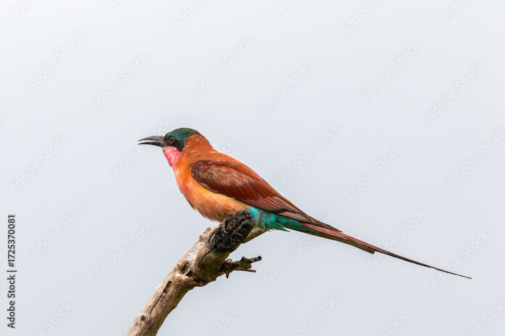 Fototapeta premium Southern Carmine Bee-eater perched